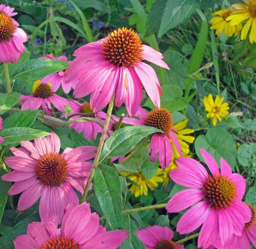 Rain Gardens One Option When Downspouts Come Out